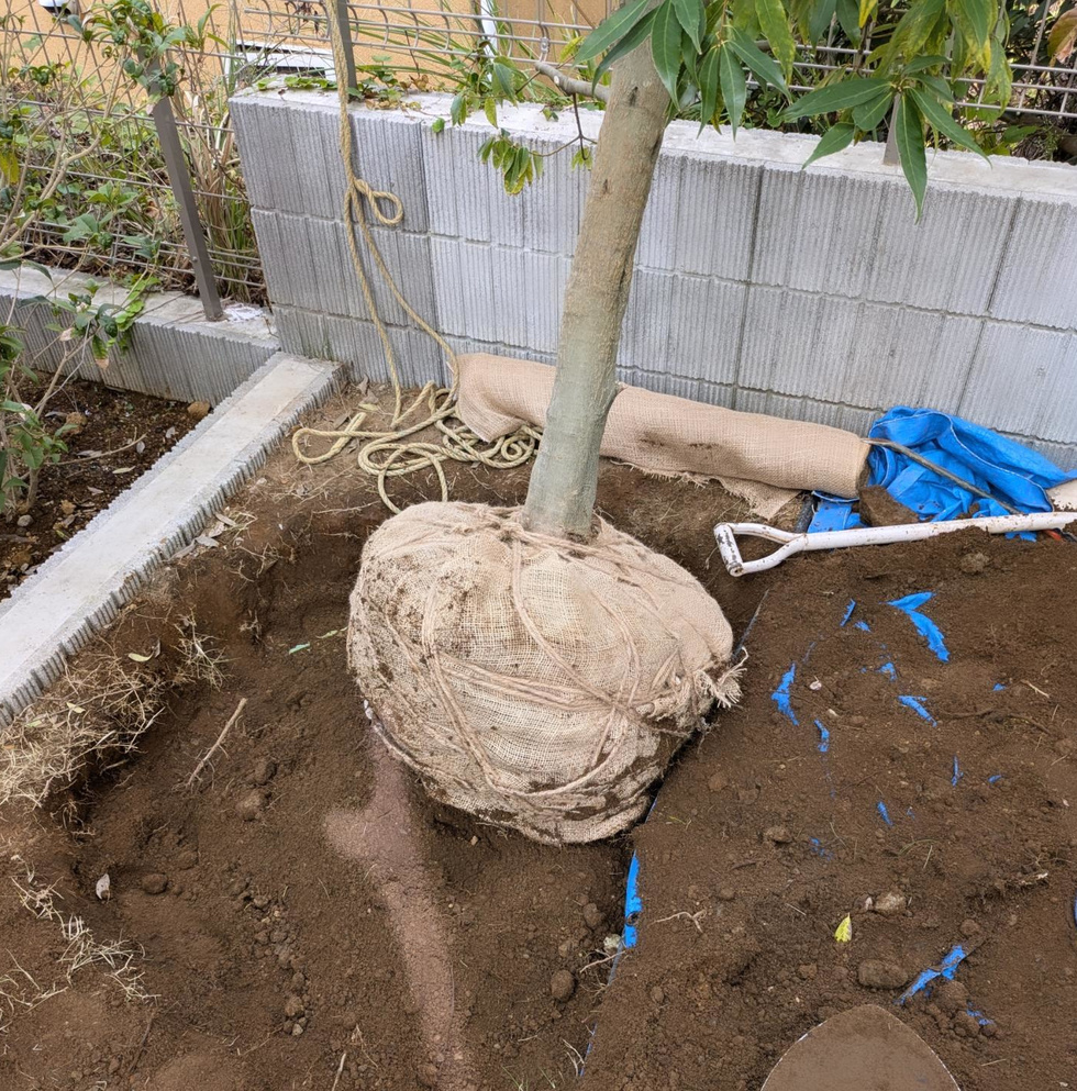 藤沢市鵠沼松が岡 植木移植 バンザイガーデン施工例 施工前